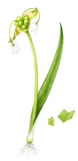 Few Flowered Leek – SOLD –