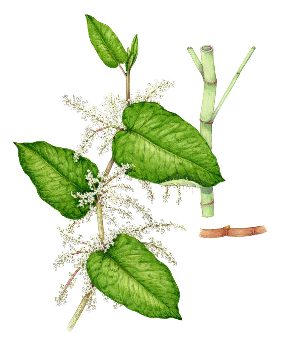 Giant knotweed Fallopia sachalinensis Lizzie Harper