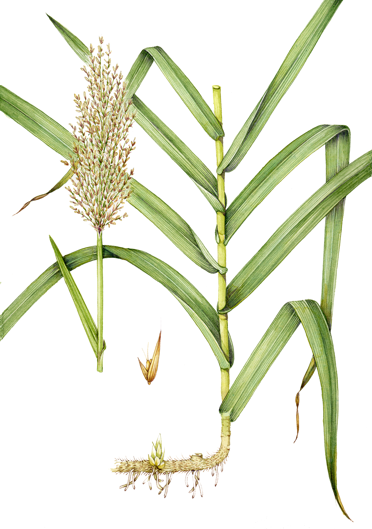 Giant reed Arundo donax - Lizzie Harper