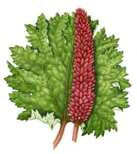 Giant rhubarb Gunnera tinctoria botanical illustration by Lizzie harper