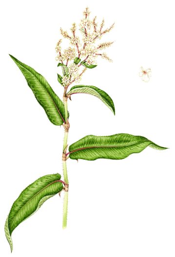 Himalalyan knotweed Persicaria wallichii botanical illustration by Lizzie harper
