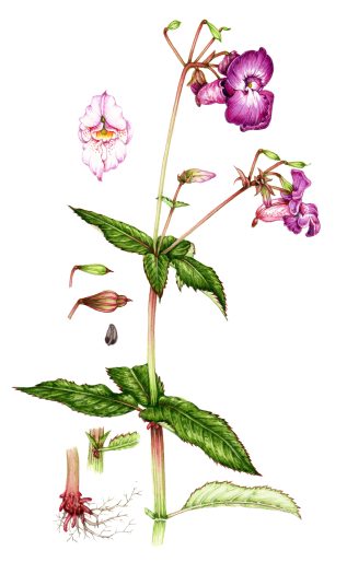 Himalayan balsam botanical illustration by Lizzie harper