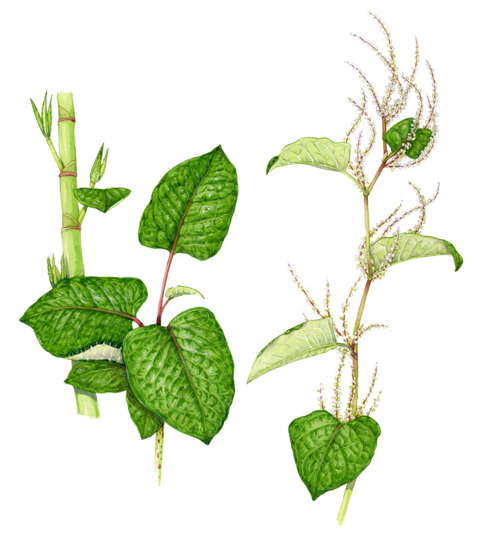 Hybrid knotweed Fallopia japonica x Fallopia sachalinensis - Lizzie Harper
