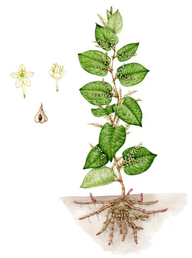 F japnica botanical illustration