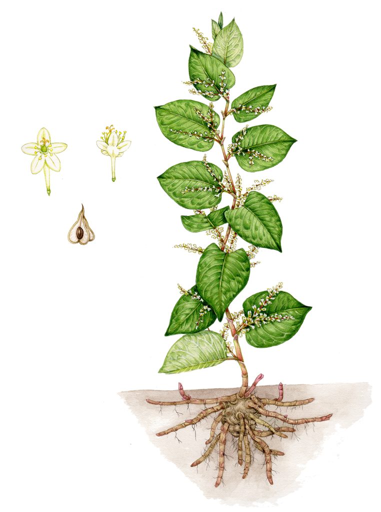 F japnica botanical illustration