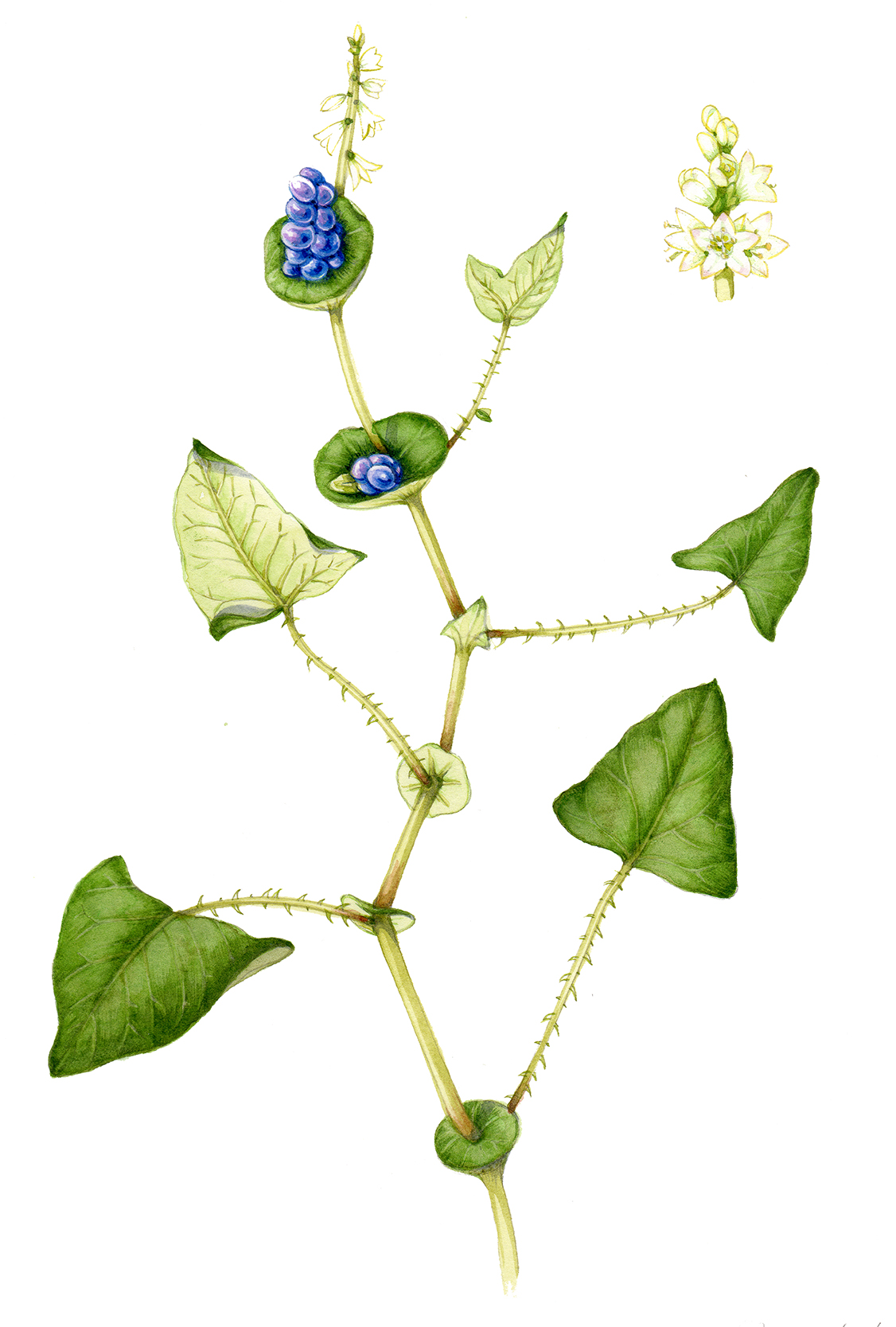 mile-a-minute-weed-asiatic-tearthumb-polygonum-perfoliatum-lizzie-harper