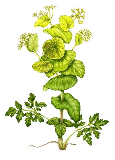 Botanical illustration by Lizzie Harper alexanders