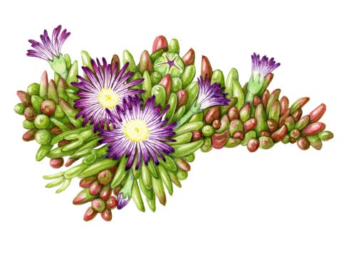 Botanical illustration of dewplant