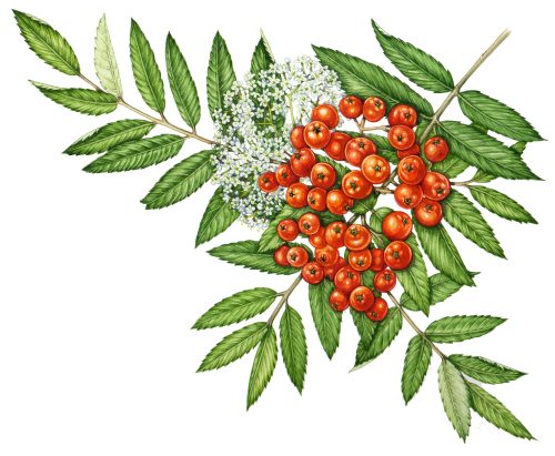 botanical illustration of mountain ash by Lizzie harper