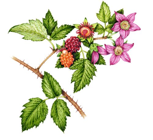 botanical illustration of Salmonberry by Lizzie Harper
