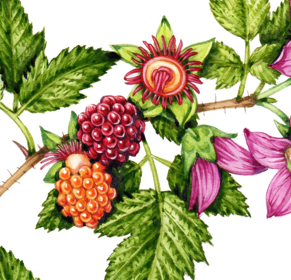Step by step Salmonberry watercolour painting Lizzie Harper