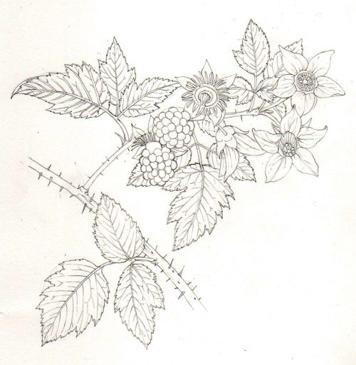 Salmonberry Rubus spectabilis pencil rough botanical illustration by