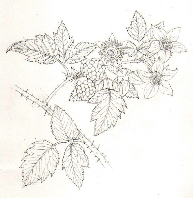 Salmonberry Rubus spectabilis pencil rough botanical illustration by