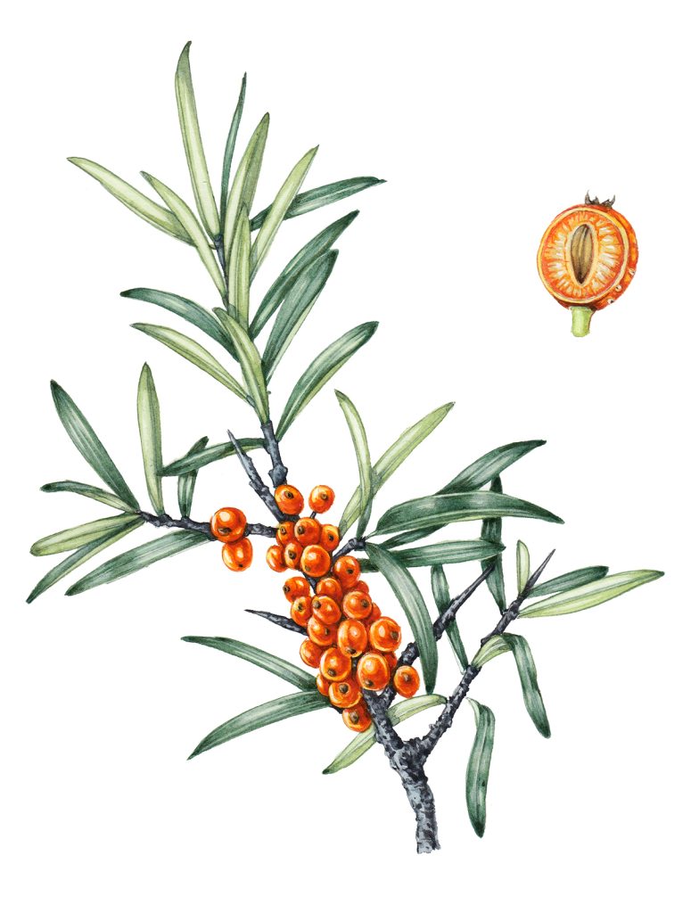 Sea buckthorn botanical illustration by Lizzie Harper