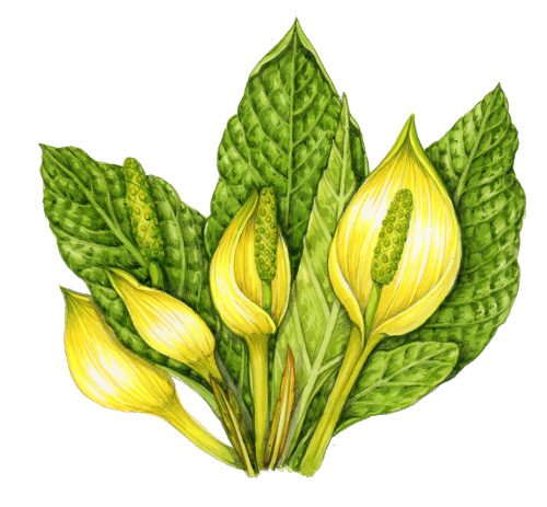 Botanical illustration of skunk cabbage by Lizzie Harper