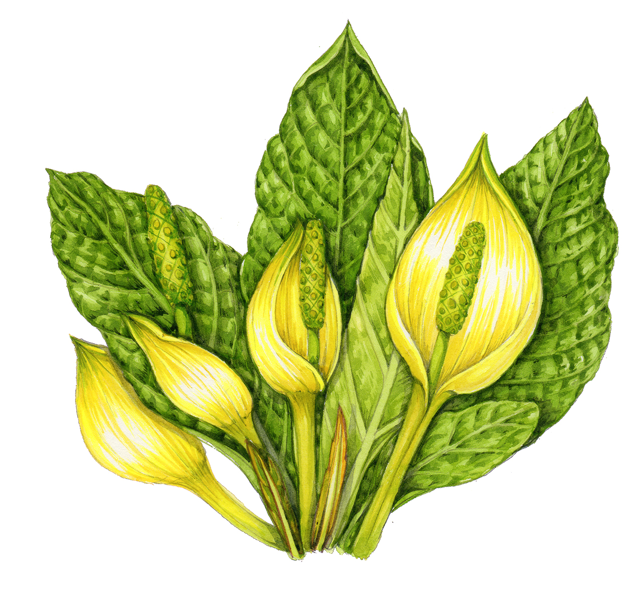 Skunk cabbage Lysichiton americanus Lizzie Harper