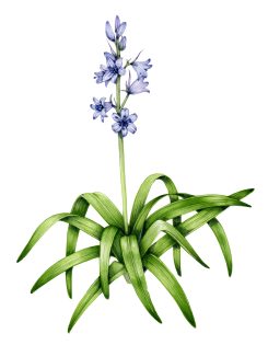 Spanish bluebell Hyacinthoides hispanica