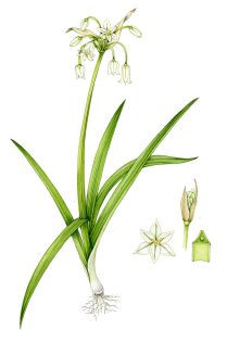 Three cornered Garlic Allium triquetrum