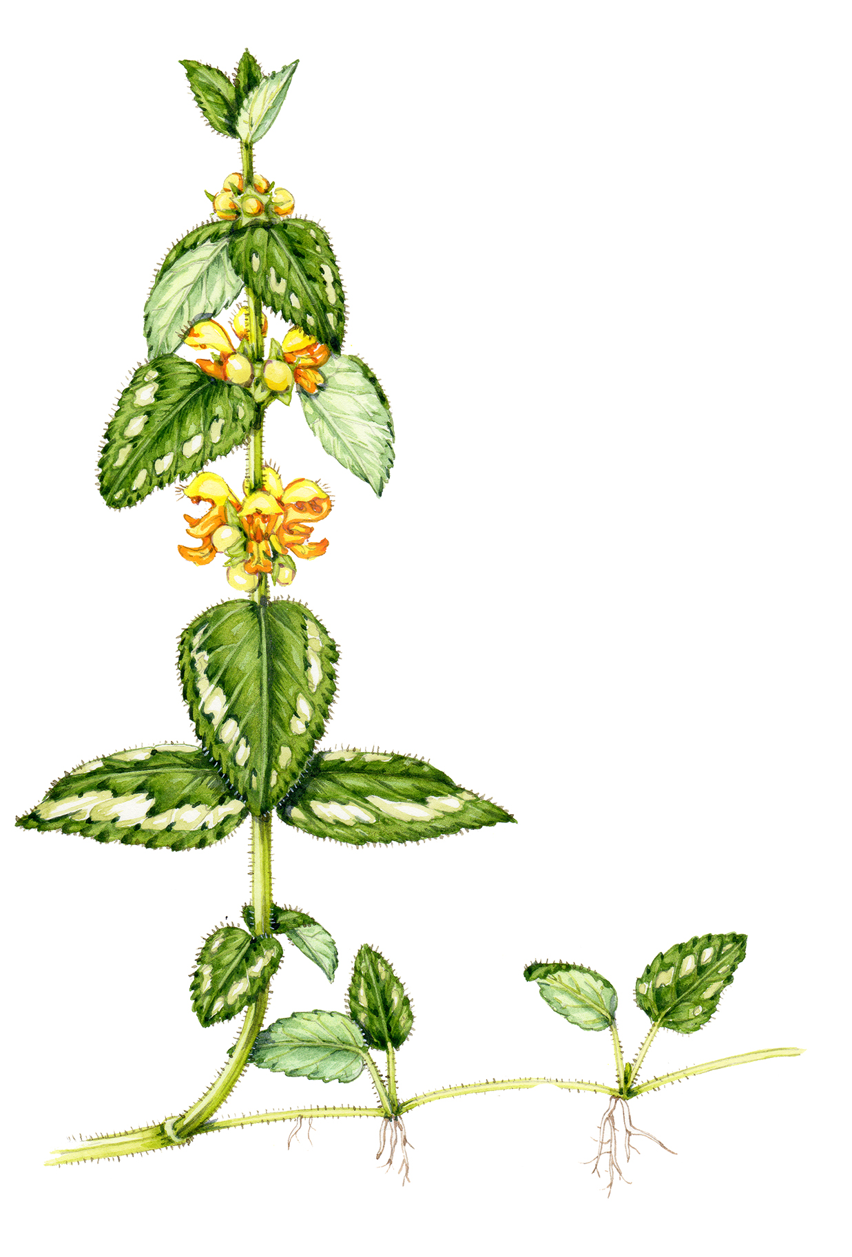Yellow Archangel
