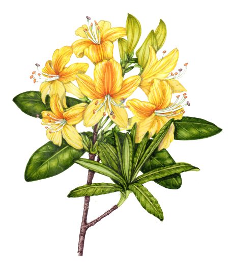 Sciart botanical illustration by Lizzie Harper of the Yellow azalea