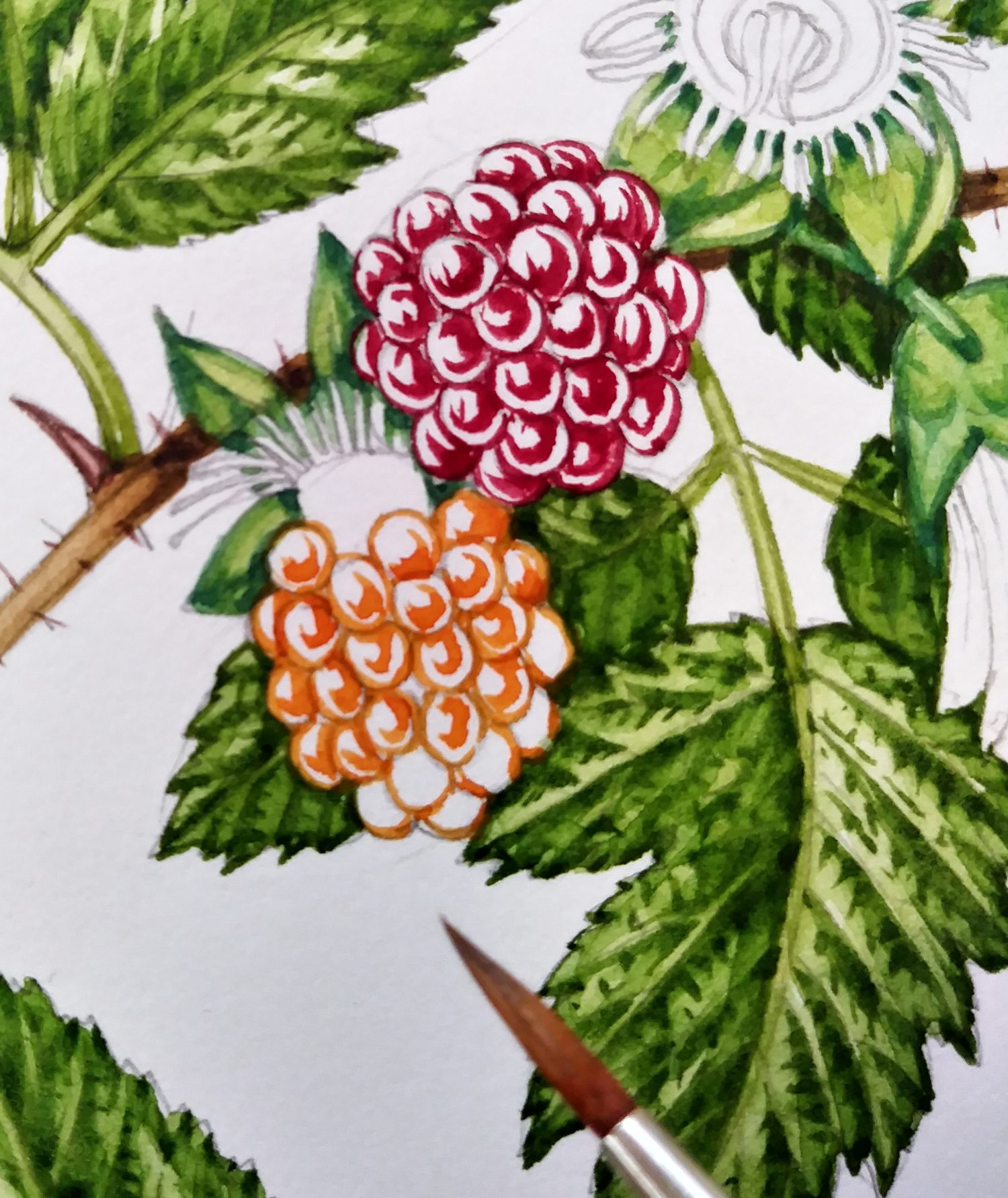 Step by step Salmonberry watercolour painting Lizzie Harper