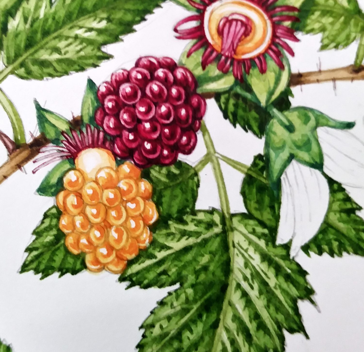 Step by step Salmonberry watercolour painting Lizzie Harper