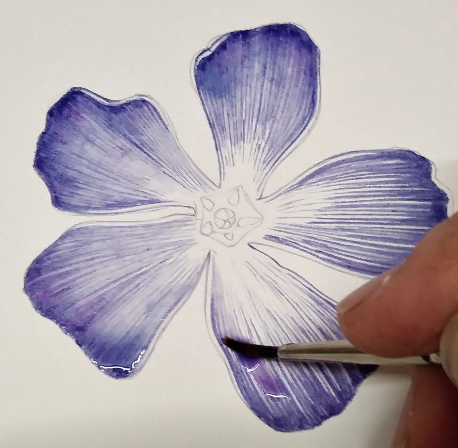 Step by Step Periwinkle flower botanical illustration - Lizzie Harper