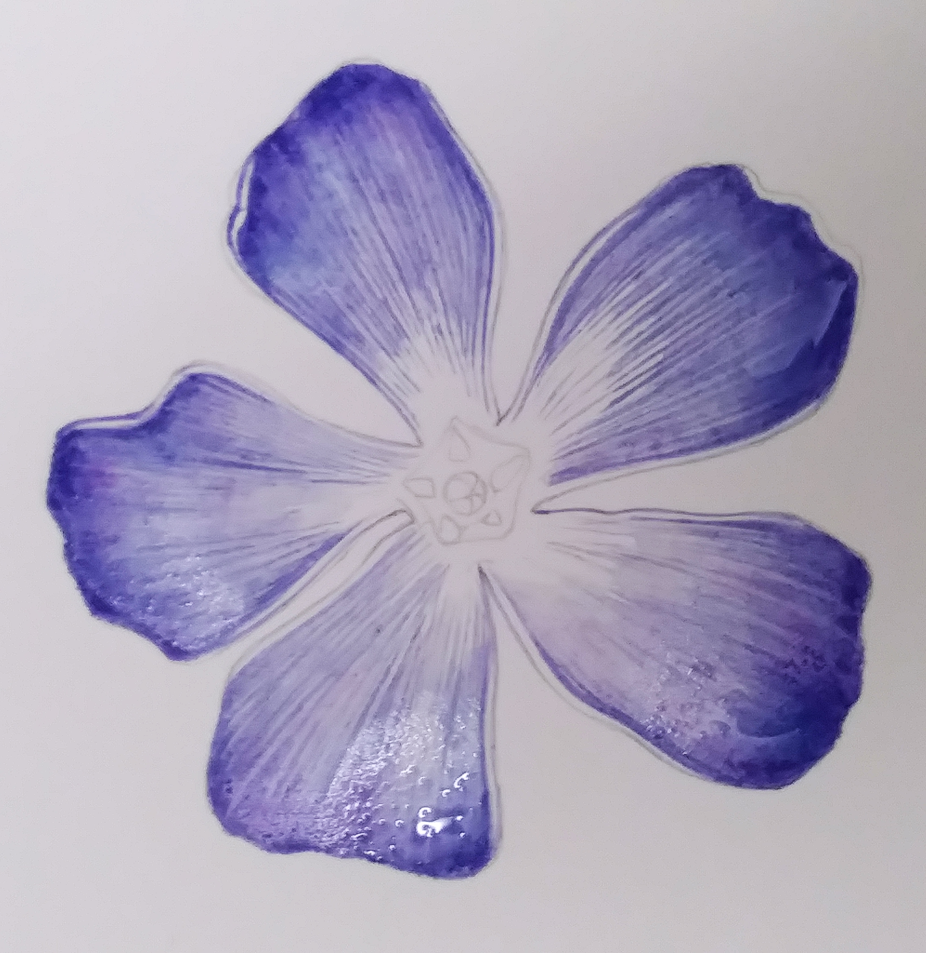 5 Step by step Periwinkle botanical illustration by Lizzie Harper