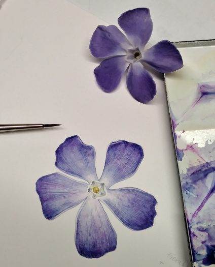 comparison of flower and painting of the periwinkle