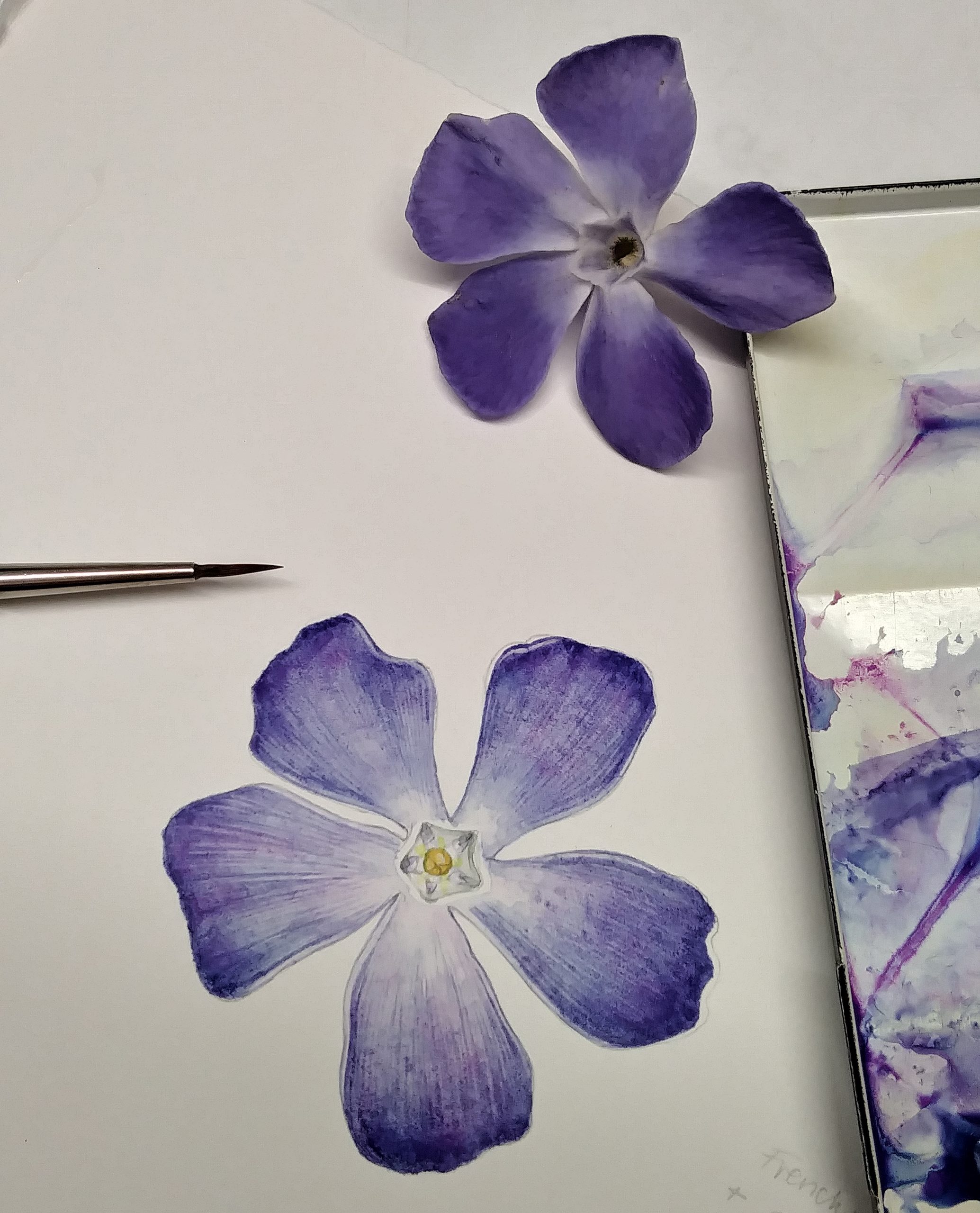 How to Draw a Daisy Flower - HelloArtsy