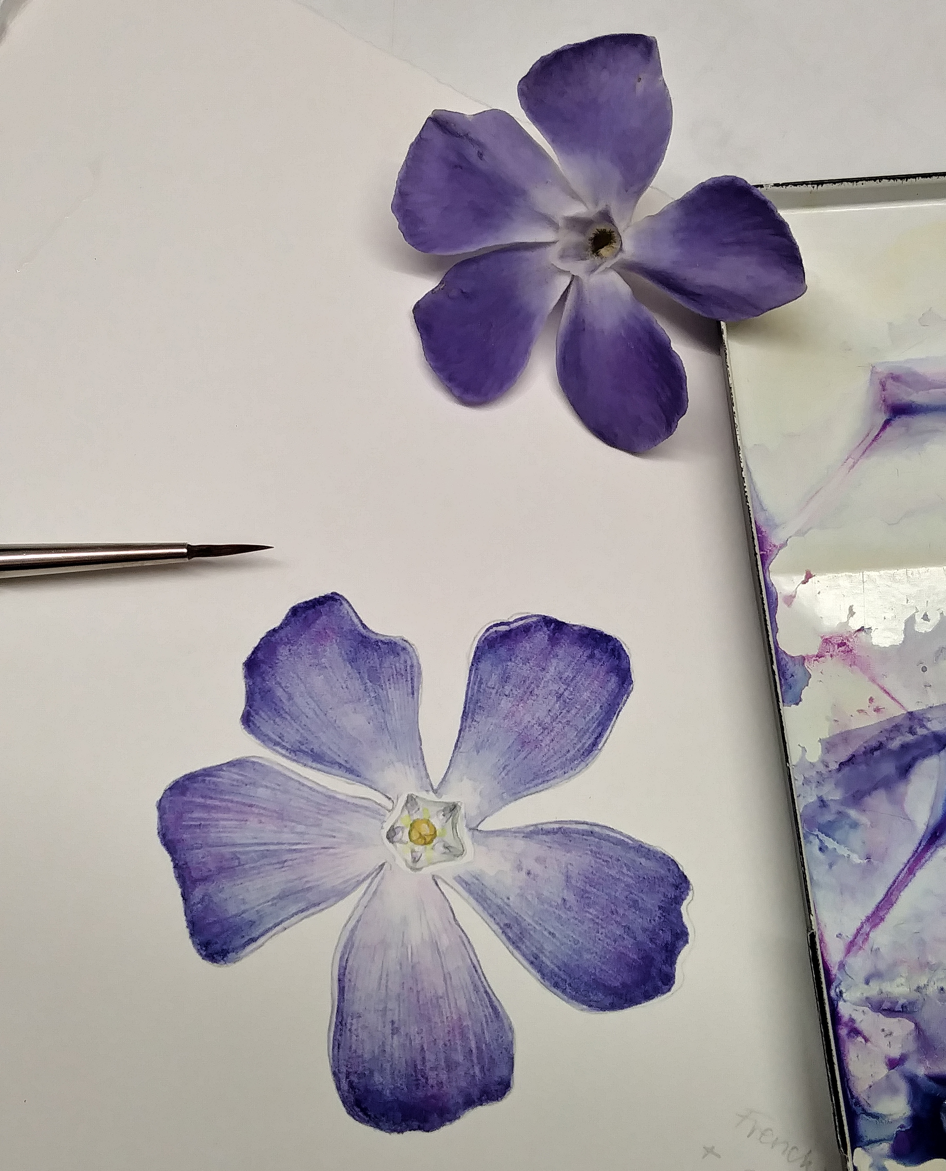 Step by Step Periwinkle flower botanical illustration Lizzie Harper