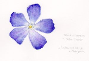 finished sciart botanical art illustration of the periwinkle