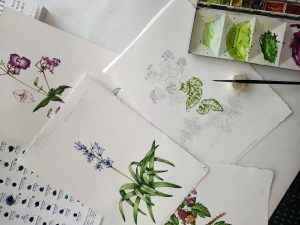 botanical illustrations being completed for the Field studies council non native invasive plants of Britain chart