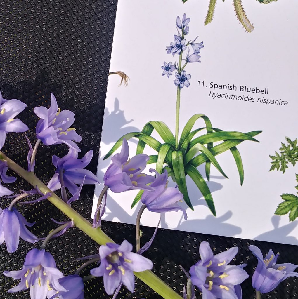 non-native bluebell plant and specimen compared