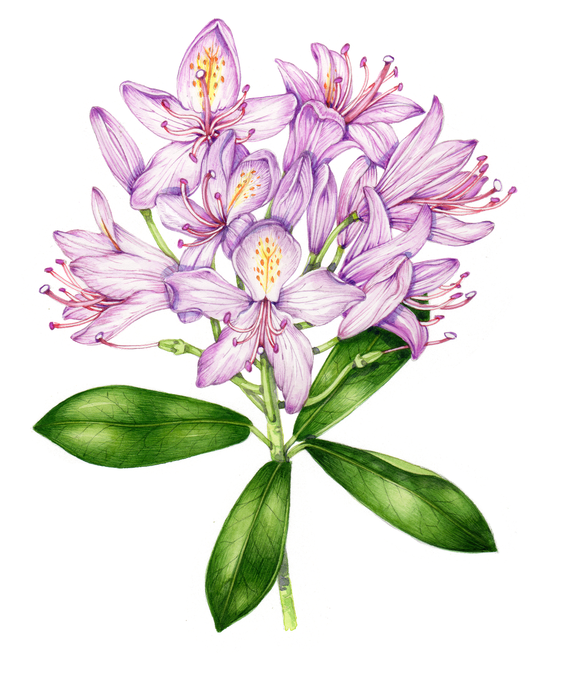 Rhododendron ponticum botanical illustration by Lizzie Harper Lizzie