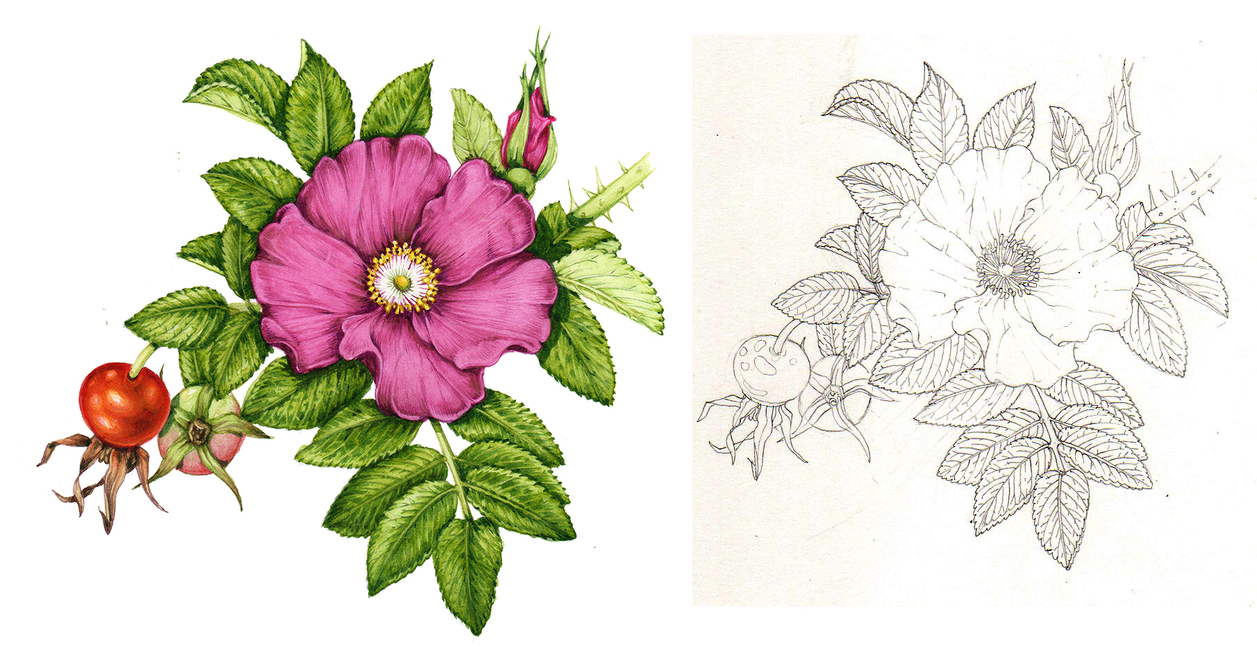 Botanical Illustration of Rose Leaves - Lizzie Harper