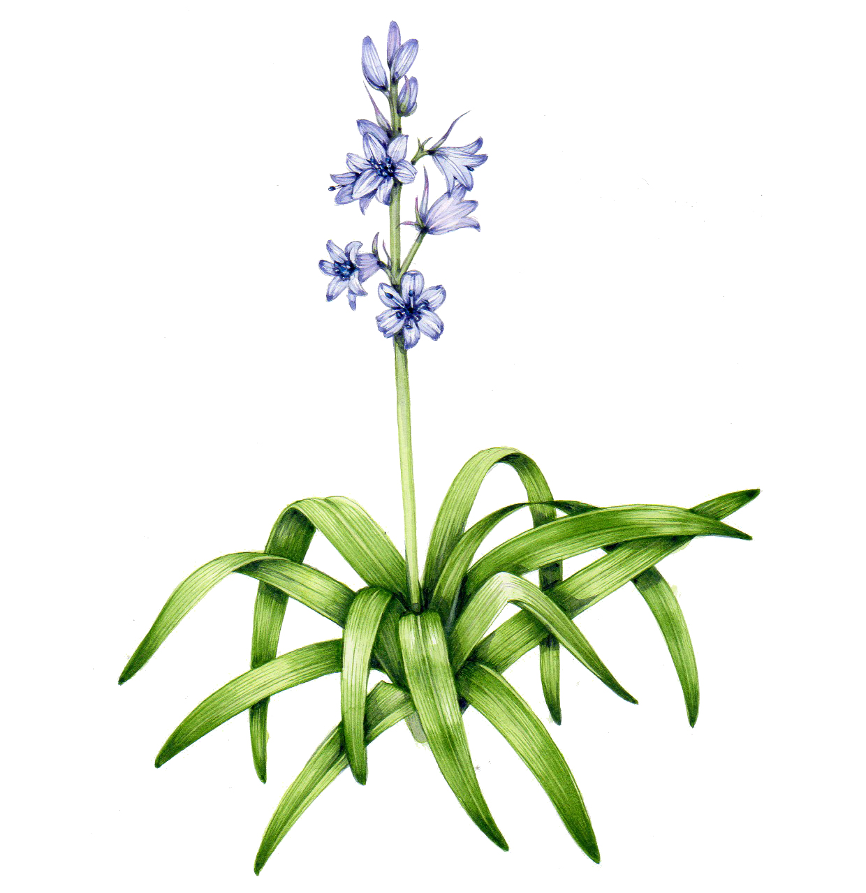 FSC Invasive species