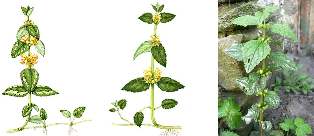variagated and wild yellow archangel with photo of garden plant