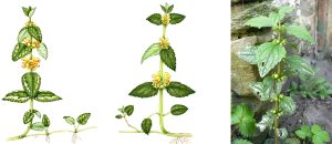 non native variagated and wild yellow archangel with photo of garden plant
