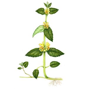watercolor of yellow archangel wild form