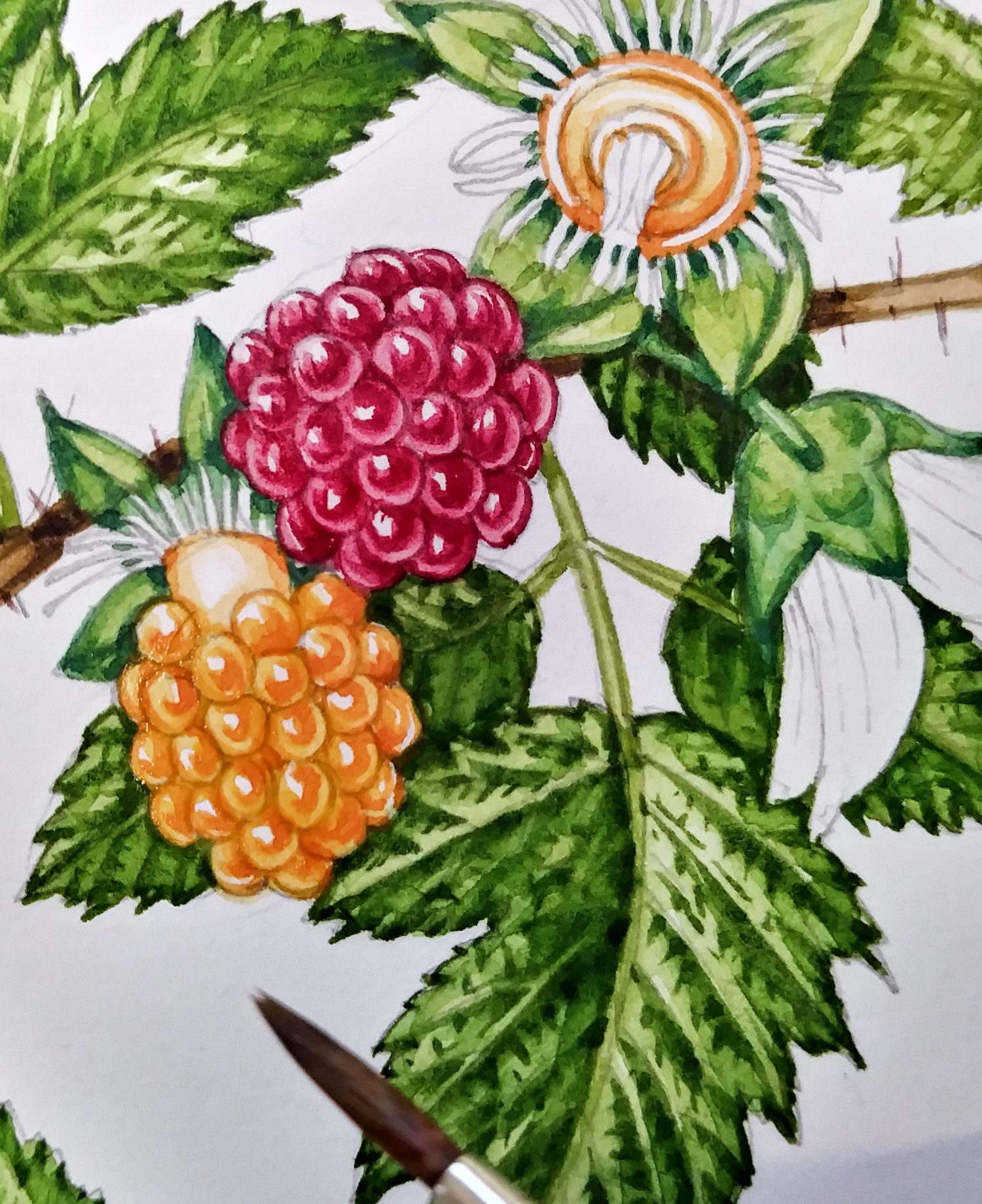 salmonberry botanical illustration in progress 2 by Lizzie Harper