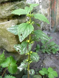 Photo of Yellow archangel with variegated leaves growing in Lizzie's garden