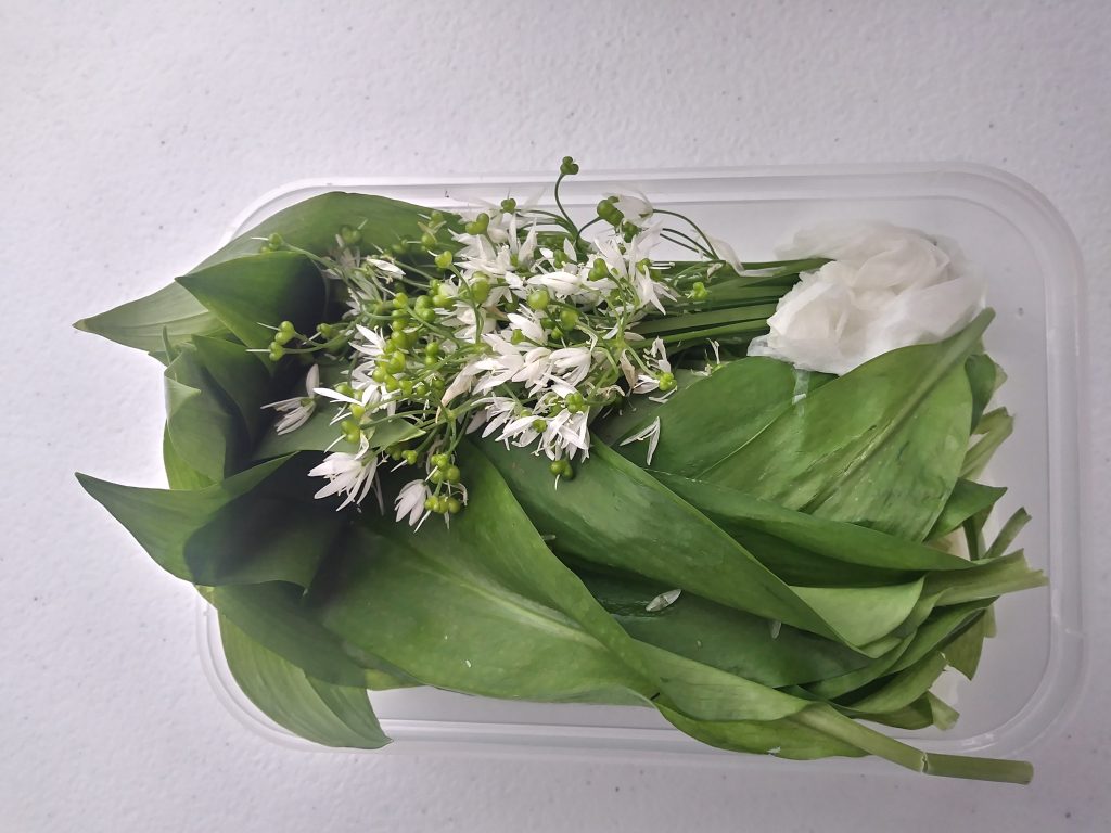 WIld garlic to eat at Hay festival workshop