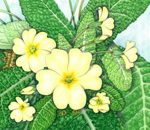 neutral tints on a primrose
