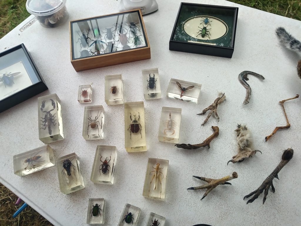 Hay festival insect and avian leg specimens