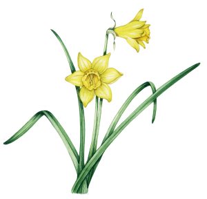 neutral tints on a yellow daffodil