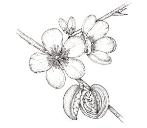 Pen and Ink Illustrations of Tree Details