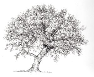 Pen and Ink Illustrations of Trees