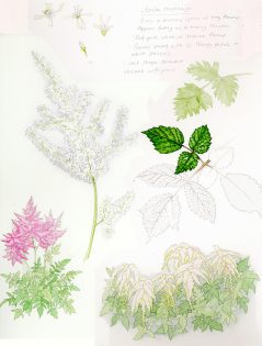 Astilbe – SOLD –
