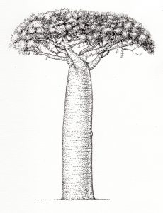 Pen and Ink Illustrations of Trees